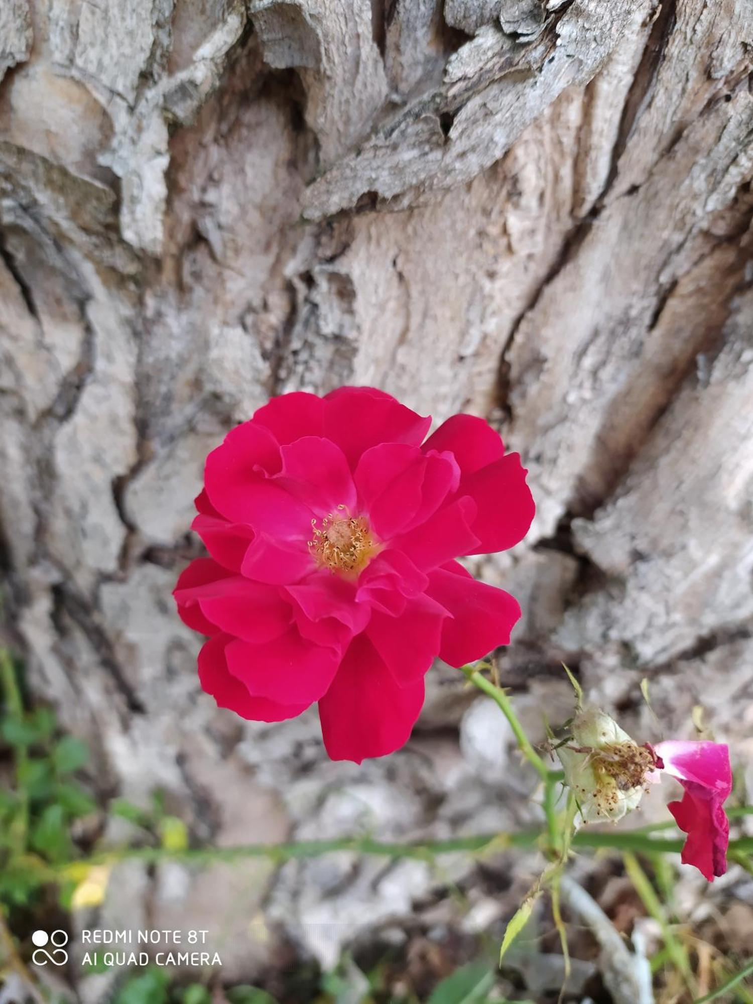 La Rosa Selvatica Acomodação com café da manhã Ravarino Exterior foto